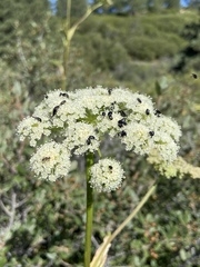 Angelica tomentosa