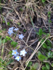 Myosotis decumbens