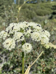 Angelica tomentosa