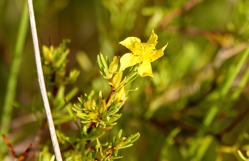 peelbark St. Johnswort (Hypericum fasciculatum)