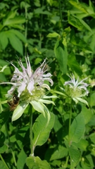 Monarda clinopodia