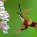 Clearwings and Bee Hawkmoths - Photo (c) Distant Hill Gardens, some rights reserved (CC BY-NC-SA)