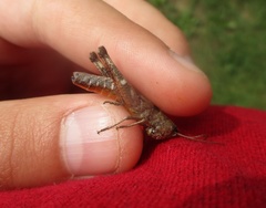 Chloealtis conspersa