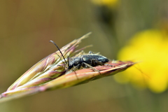 Brachysomida californica
