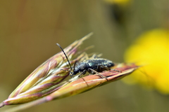 Brachysomida californica