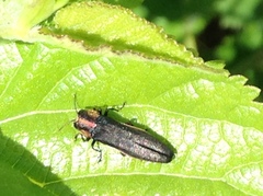 Agrilus vittaticollis