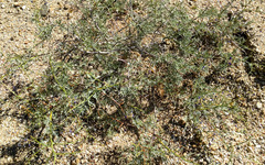 Psorothamnus arborescens