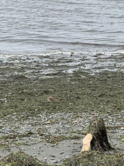 Charadrius vociferus