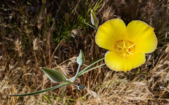 Calochortus concolor