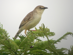 Cisticola natalensis