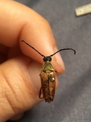 Typocerus acuticauda