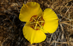 Calochortus concolor