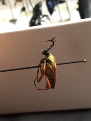 Typocerus acuticauda