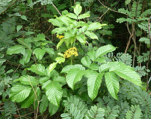 Leea guineensis image