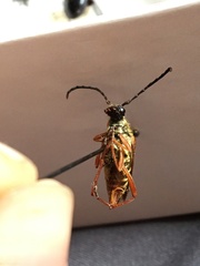 Typocerus acuticauda