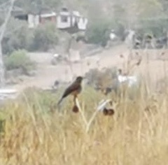 Turdus rufopalliatus