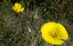 Calochortus concolor