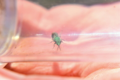 Chrysura