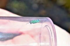 Chrysura