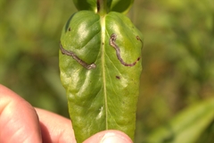 Phytomyza penstemonis