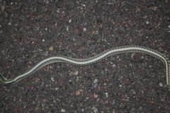 Salvadora hexalepis hexalepis