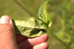 Phytomyza penstemonis