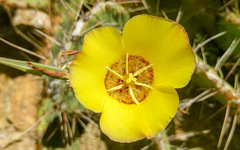 Calochortus concolor