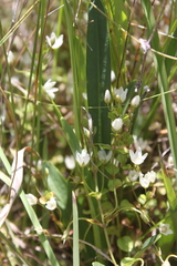 Lysimachia tenuicaulis