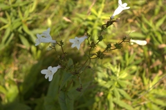 Phytomyza penstemonis