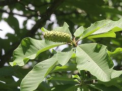 Magnolia obovata