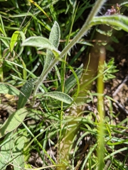 Pentanema montanum