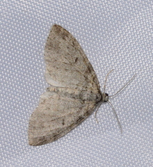 Lobophora