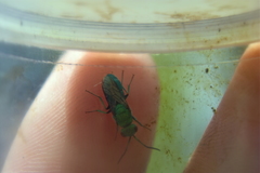 Chrysura