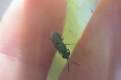 Chrysura