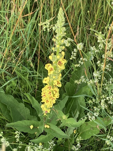 Verbascum nigrum iNat (3)