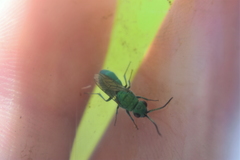 Chrysura