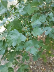 Crataegus