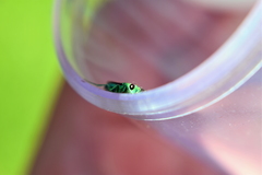 Chrysura