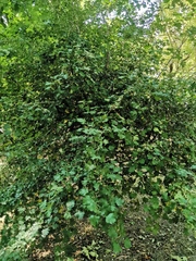 Crataegus