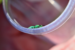 Chrysura