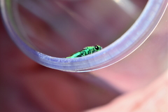 Chrysura