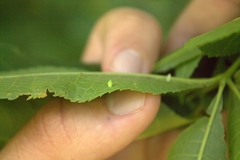 Caryomyia urnula