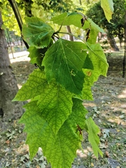 Platanus × hispanica