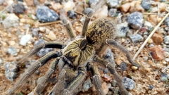 Ceratogyrus marshalli