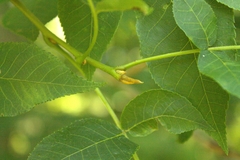 Caryomyia urnula
