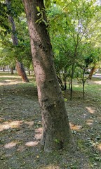 Platanus × hispanica