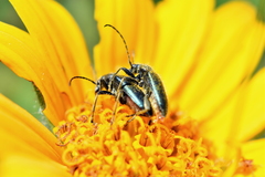Brachysomida californica