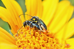 Brachysomida californica
