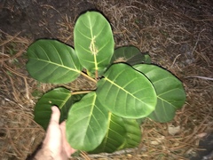 Moraceae