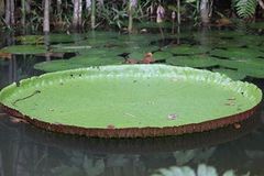 Victoria amazonica